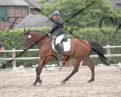 dressage horse Caribou Gold (Polish Warmblood, 2004)