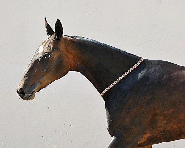 horse Dilkhanga (Akhal-Teke, 2011, from Khanbegler)