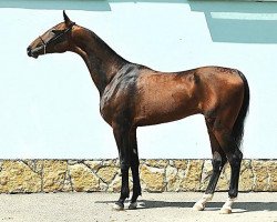 horse Gensir (Akhal-Teke, 2011, from Gench)