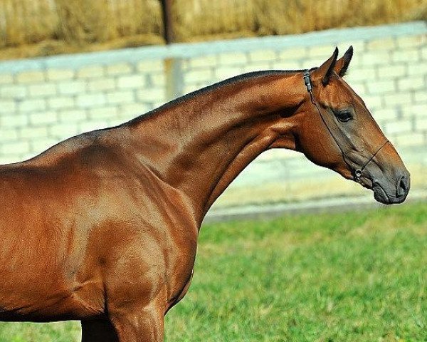 horse Gadjimar (Akhal-Teke, 2011, from Gadjar)