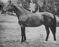 stallion Tempelhüter (Trakehner, 1904, from Perfectionist xx)