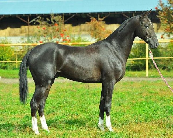 horse Gadarf (Akhal-Teke, 2011, from Gadjar)