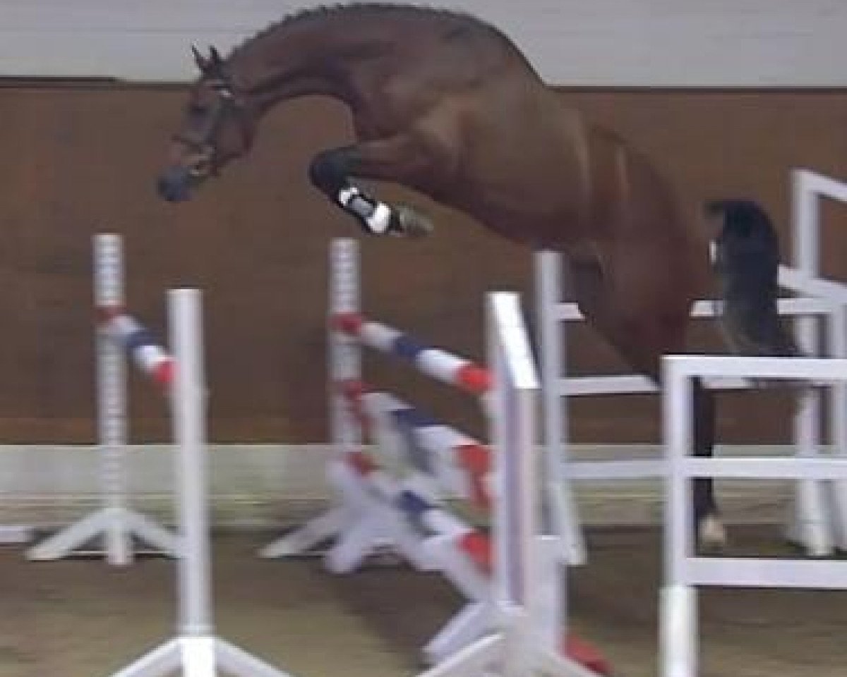 jumper Callico B (Holsteiner, 2011, from Cachas)