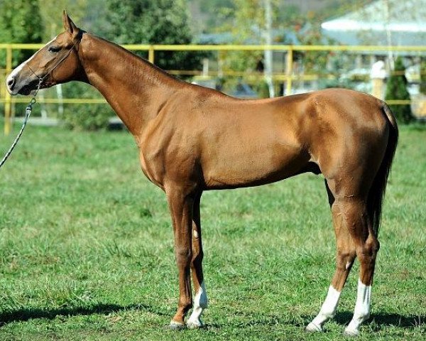 horse Amarilis (Akhal-Teke, 2011, from Amuzgi)