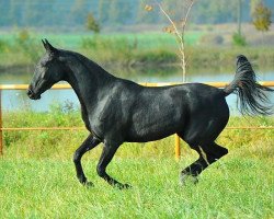 broodmare Gorislava-Dag (Akhal-Teke, 2011, from Saburbek)