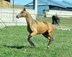 horse Maniga (Akhal-Teke, 2010, from Gjaurs)