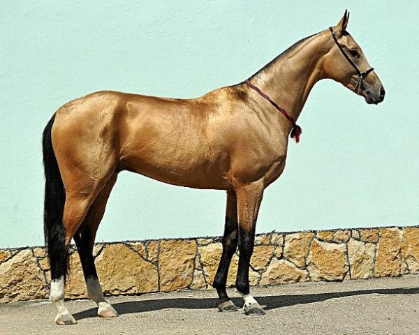 horse Diger (Akhal-Teke, 2010, from Gadjar)