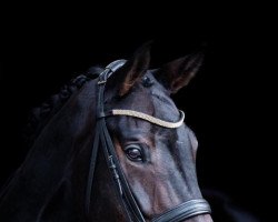 dressage horse Quadriga's Dr. Summer (Oldenburger, 2012, from Dr. Jackson D)