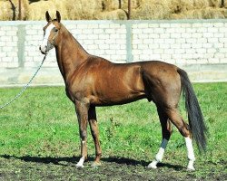 horse Agalarkhan (Akhal-Teke, 2010, from Gjaurs)