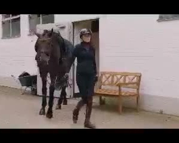 Video of Quadriga's Dr. Summer