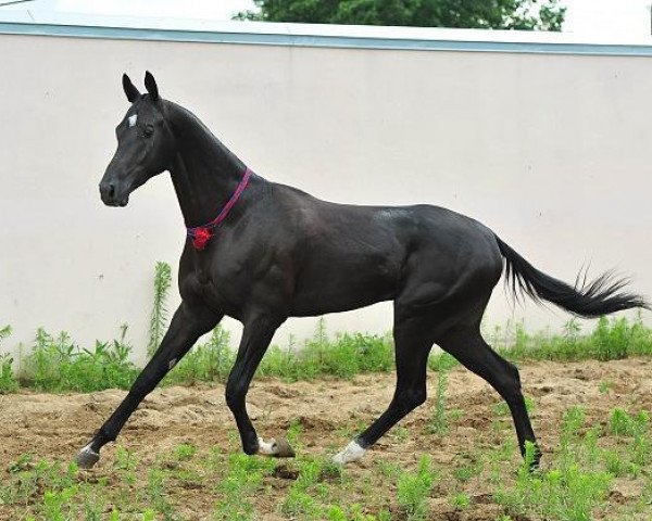 Pferd Giper (Achal Tekkiner, 2010, von Gek)