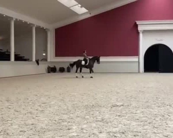 Video of Quadriga's Dr. Summer