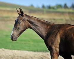 Pferd Petrol (Achal Tekkiner, 2010, von Piastr)