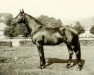 stallion Thor (Trakehner, 1959, from Humboldt)