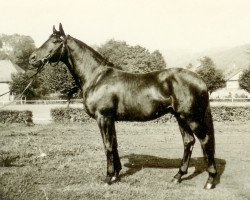 Deckhengst Thor (Trakehner, 1959, von Humboldt)