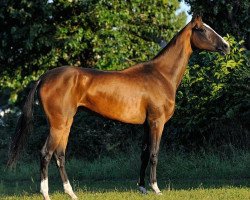 horse Sagaya (Akhal-Teke, 2010, from Gench)