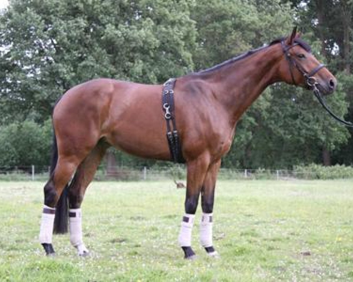 Zuchtstute Henriettenhof's Lilly (Oldenburger, 2004, von Sunny-Boy)