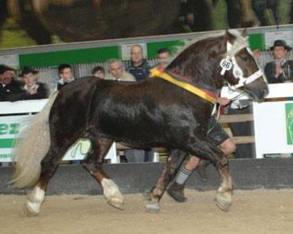 stallion Salvator II (South German draft horse, 2008, from Samurai)
