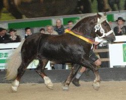 stallion Salvator II (South German draft horse, 2008, from Samurai)