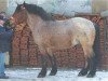 stallion Elmar (Rhenish-German Cold-Blood, 2003, from Eckstein)