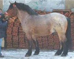 stallion Elmar (Rhenish-German Cold-Blood, 2003, from Eckstein)