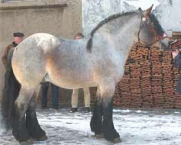 stallion Eckstein (Saxon-Thuringian Draughthorse, 1997, from Elegant)