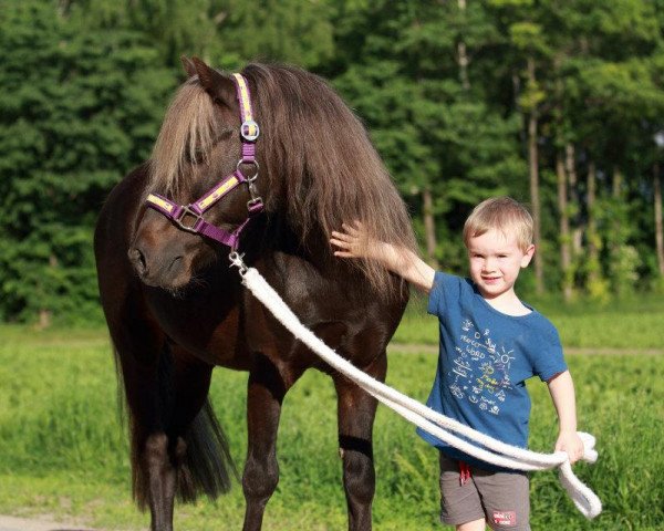 Pferd Joop N (Shetland Pony, 1991, von Jappelu)