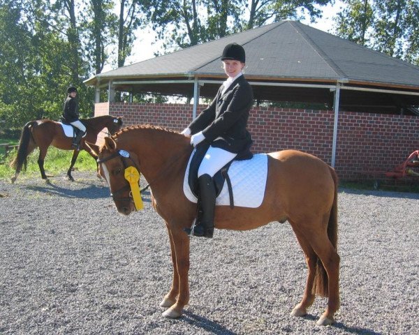 dressage horse Don't forget me (German Riding Pony, 2000, from FS Don't Worry)