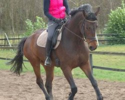 broodmare Evidenz (Hanoverian, 2010, from Estobar NRW)