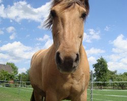 horse Jack (Fjordpferd, 2004)