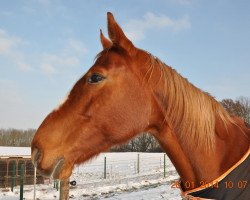 broodmare Dixieland (Hanoverian, 2000, from Don Bosco)