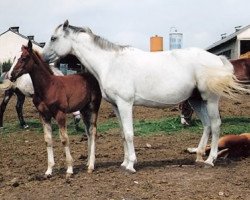 broodmare Pin-up-Girl (Brandenburg, 1991, from Picasso)