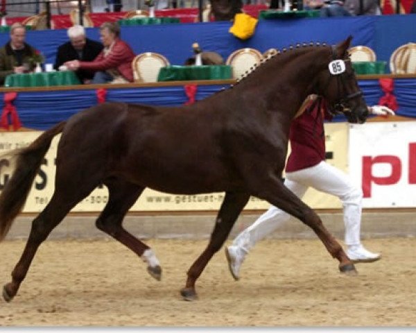Deckhengst Rio Akzento (Deutsches Sportpferd, 2005, von Relius)