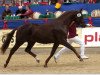 stallion Rio Akzento (German Sport Horse, 2005, from Relius)