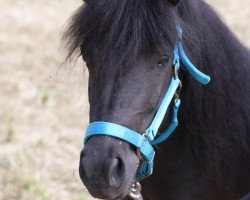 Zuchtstute Erbse (Shetland Pony, 2011, von Karuso of Baltic Sea)