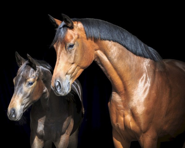 Zuchtstute Nachtinsel (Trakehner, 2009, von Interconti)