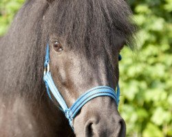 Dressurpferd Estana (Shetland Pony, 2001, von Milan van de Geest)