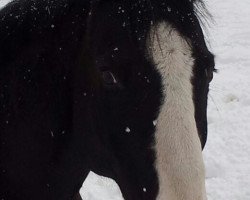 horse Domino 659 (German Riding Pony, 1996)