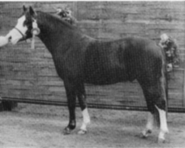 Deckhengst Silvester (Welsh Pony (Sek.B), 1988, von Hondsrug Raspoetin)