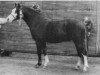 Deckhengst Silvester (Welsh Pony (Sek.B), 1988, von Hondsrug Raspoetin)