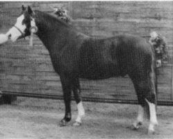 Deckhengst Silvester (Welsh Pony (Sek.B), 1988, von Hondsrug Raspoetin)