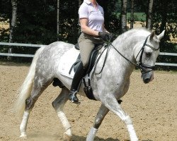 dressage horse Headhunter 2 (German Riding Pony, 2007, from Halifax)