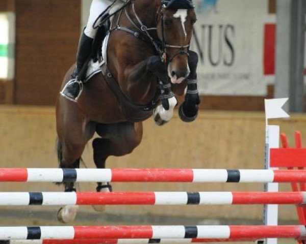 jumper Glock's Zyrano (KWPN (Royal Dutch Sporthorse), 2004, from Numero Uno)