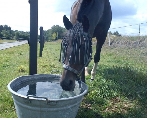 Pferd Princely Groom xx (Englisches Vollblut, 1995, von Groom Dancer xx)