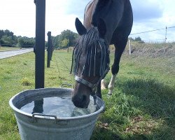 horse Princely Groom xx (Thoroughbred, 1995, from Groom Dancer xx)