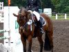 dressage horse Felitano (Hanoverian, 2002, from Fly High)