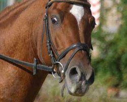 stallion Viscount (German Riding Pony, 1994, from Varus)