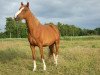 jumper Nanette-Novalie (German Riding Pony, 2008, from Matchello)