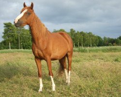 Springpferd Nanette-Novalie (Deutsches Reitpony, 2008, von Matchello)