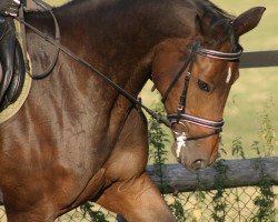 broodmare Colina 22 (Holsteiner, 2003, from Caribik)